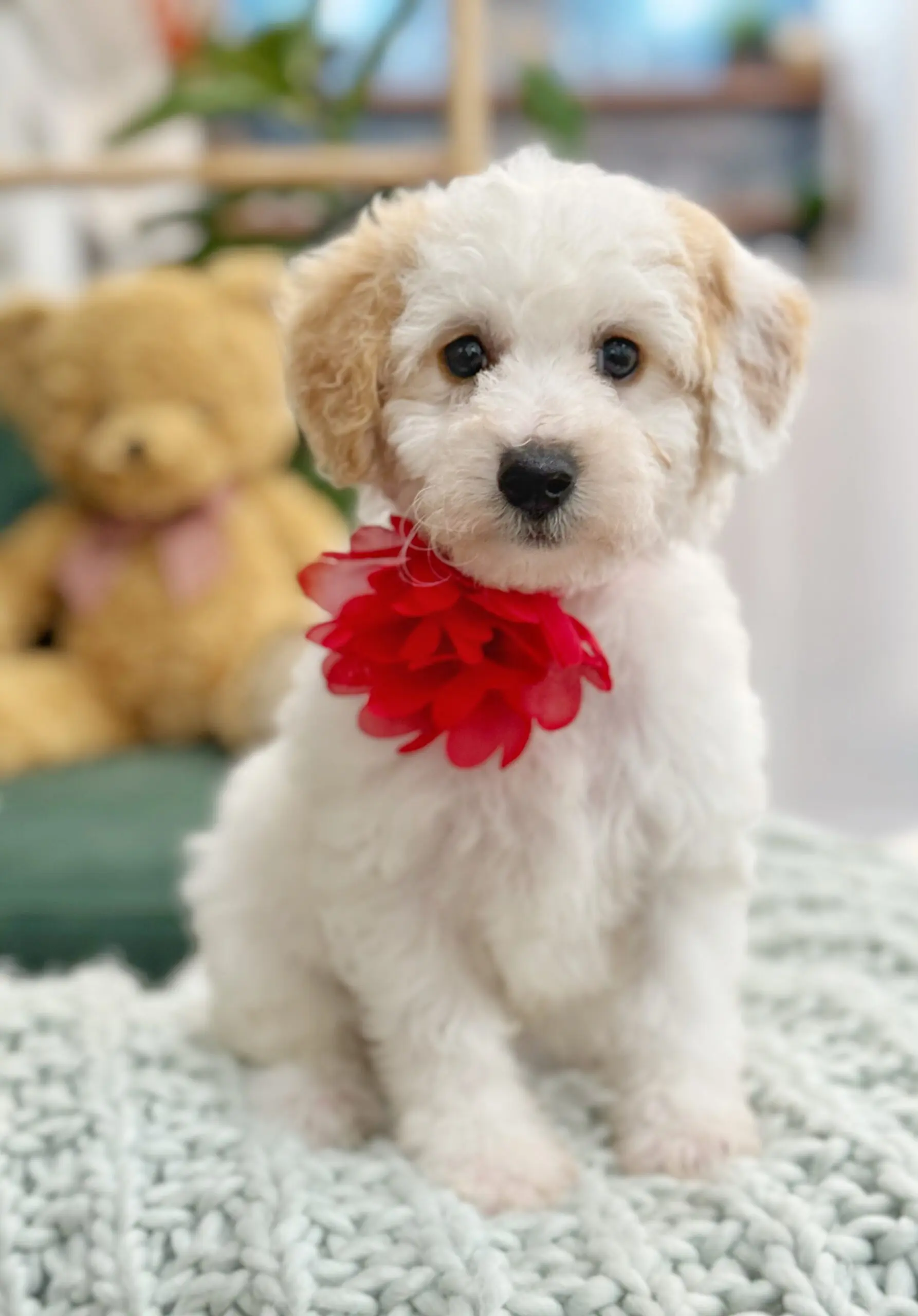 Extra Small Mini Teddy Bear Schnoodles Gallery