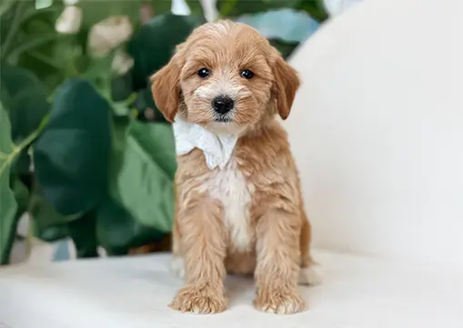 Puppies Teddy Bear Golden Doodles