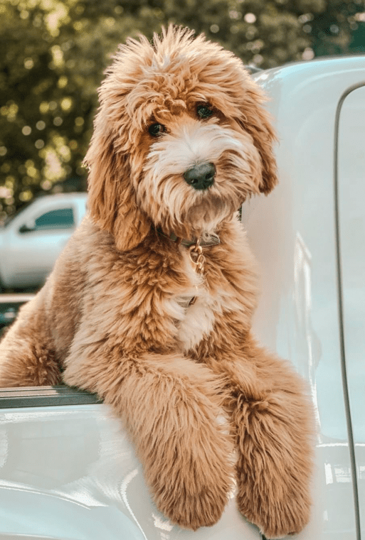 how big will my puppy get goldendoodle