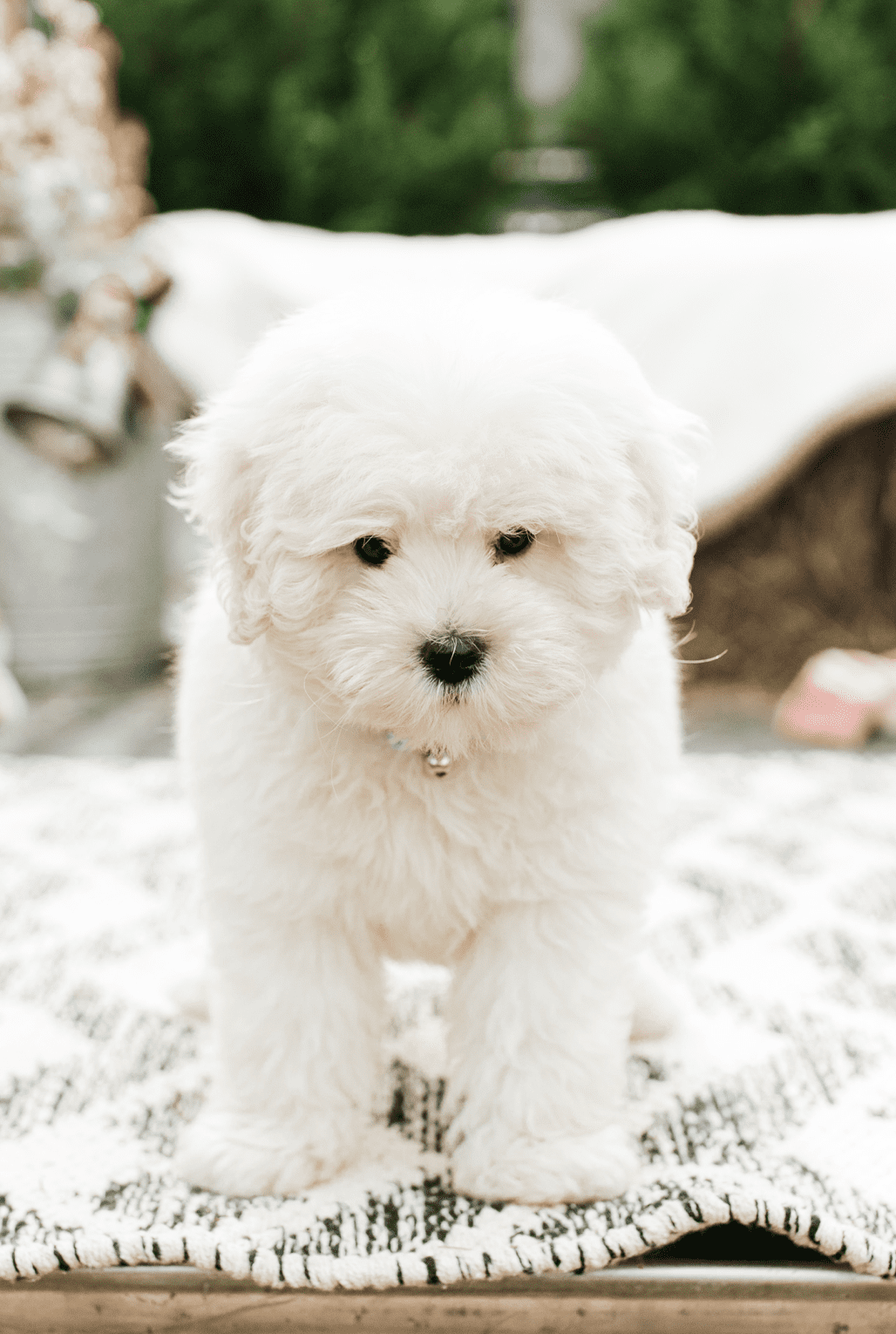 extra small English teddy bear goldendoodle puppy