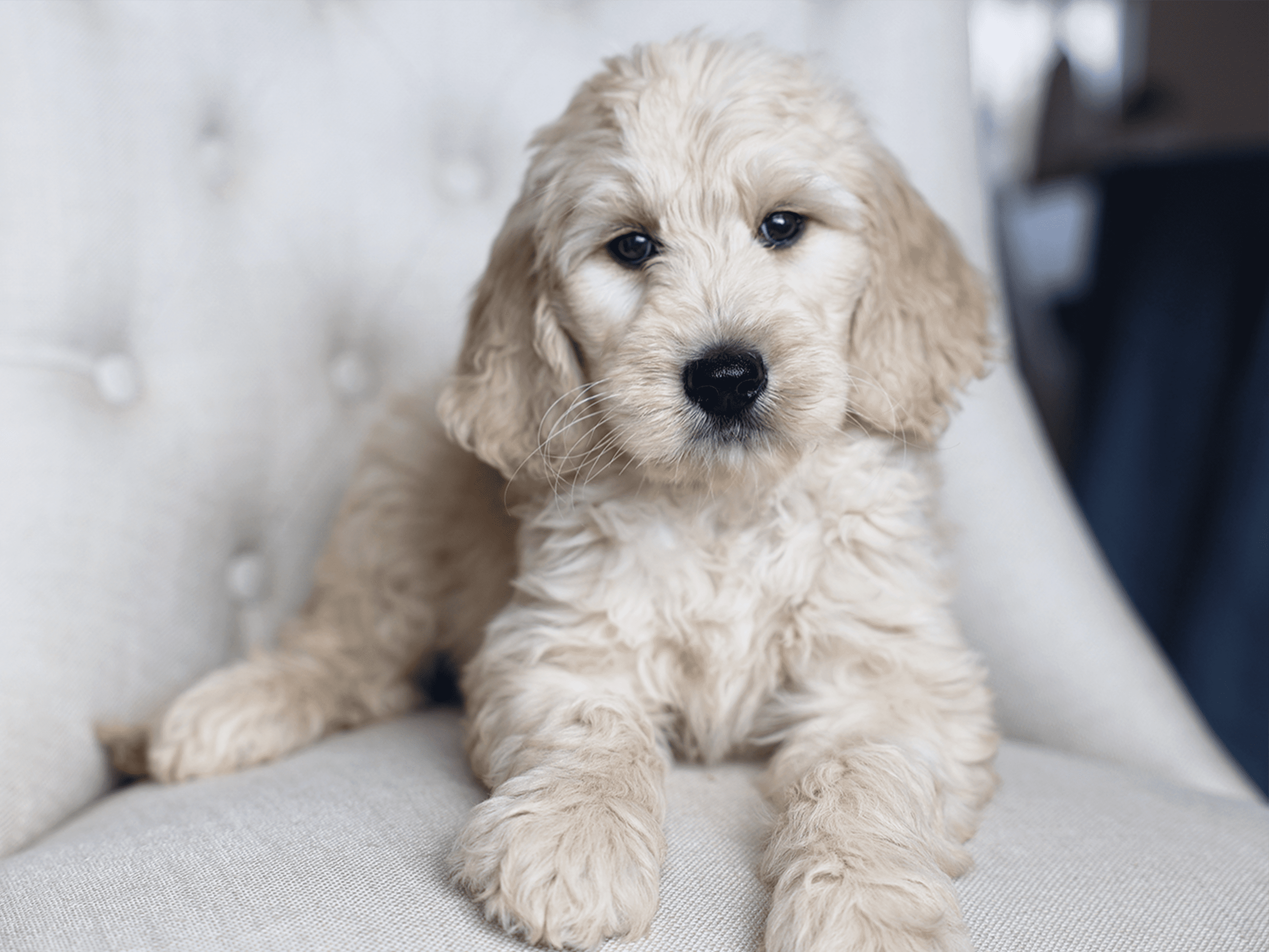 can you breed a mini goldendoodle with a golden retriever? 2