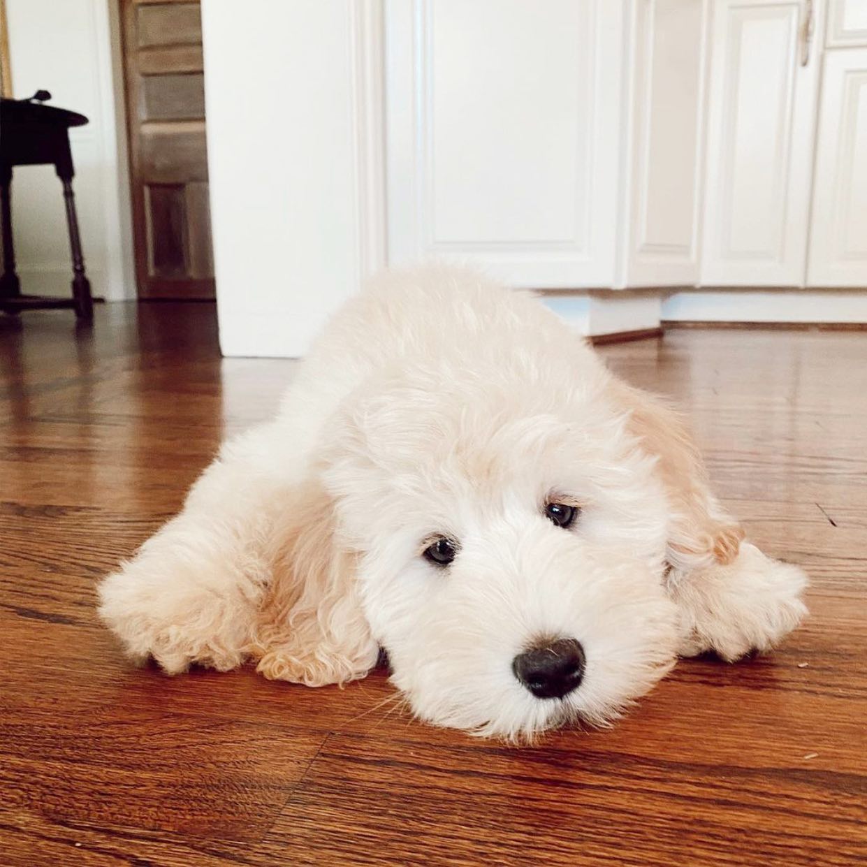 sleepy English teddybear golden puppy laying on hardwood floors