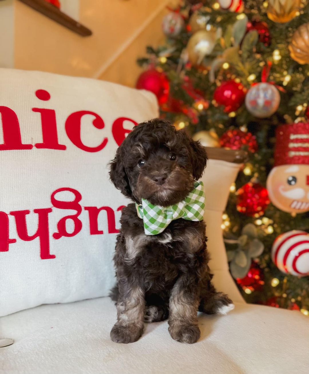 f1bb extra small chocolate English teddy bear goldendoodle