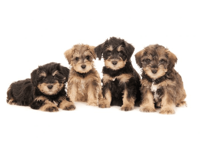 Teddybear best sale schnoodles puppies