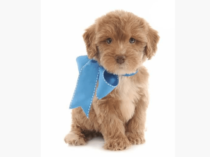 Small teddy store bear schnoodle