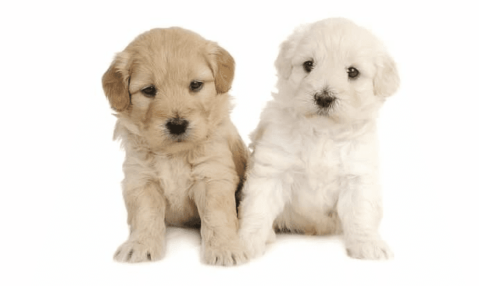 two English teddybear Golden doodle puppies posing besides each other