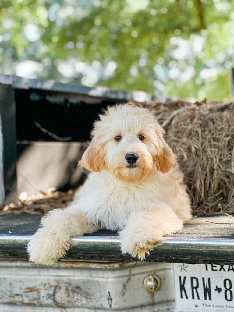 Puppies - Teddy Bear Golden Doodles