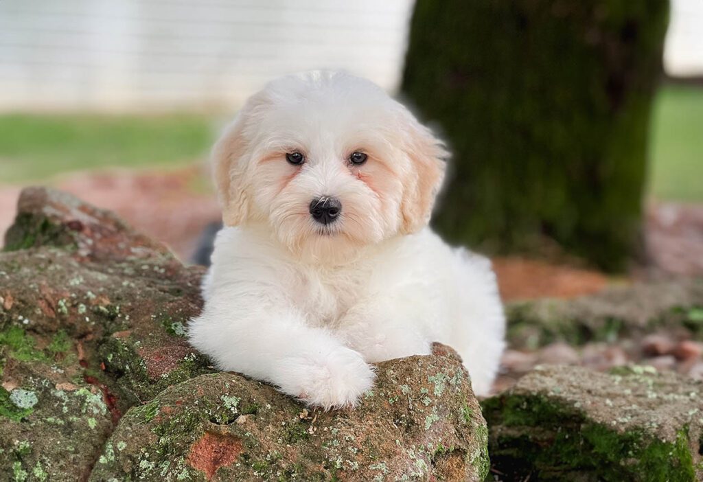 Puppies - Teddy Bear Golden Doodles