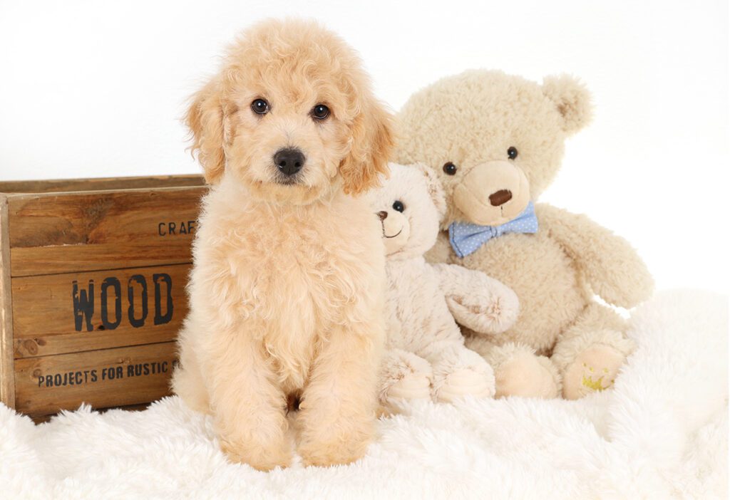 Teddy bear hot sale goldendoodle rescue