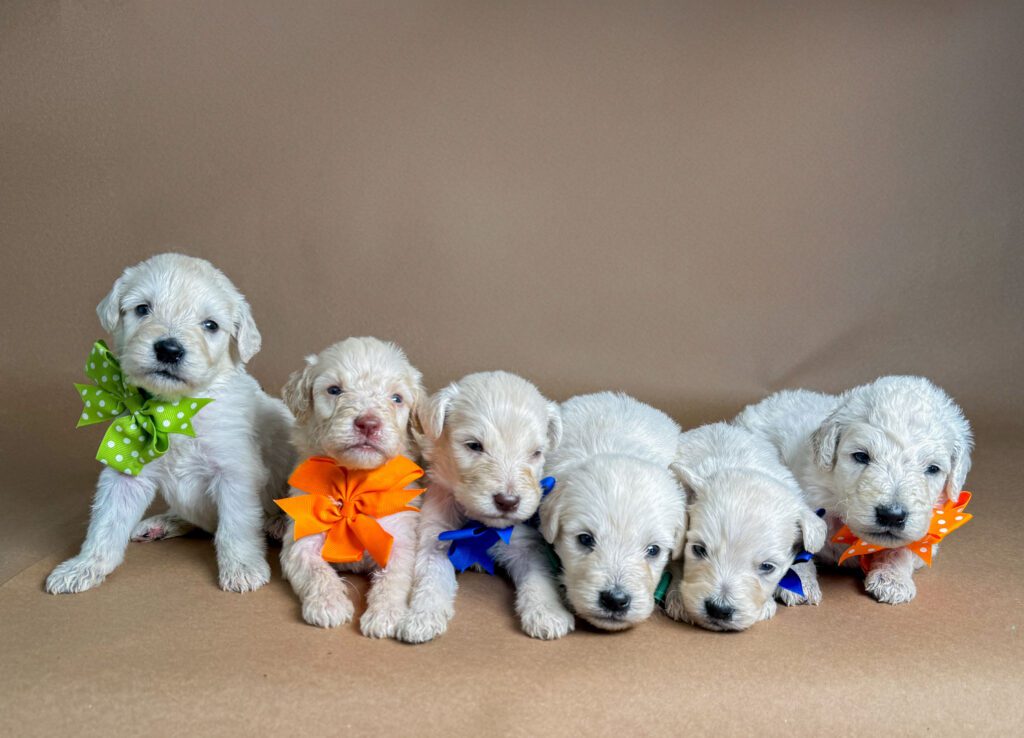 Alissa Green Dot Teddy Bear Golden Doodles