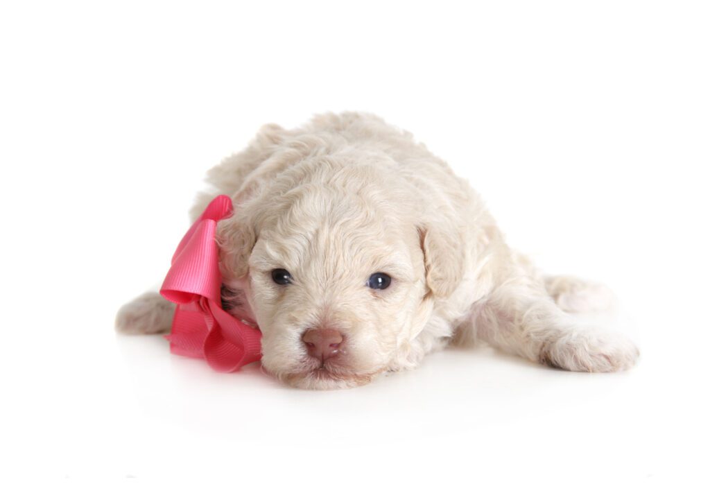 Sicily Female Pick 3 of 3 Teddy Bear Golden Doodles